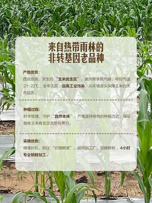 MM 山姆 小花糯玉米 1.58kg 商品图4