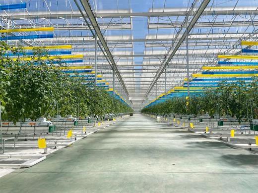 【高原七彩番茄调色桶】无激素、无农残、无重金属，皮薄多汁，口口爆浆，酸甜可口-CC 商品图3