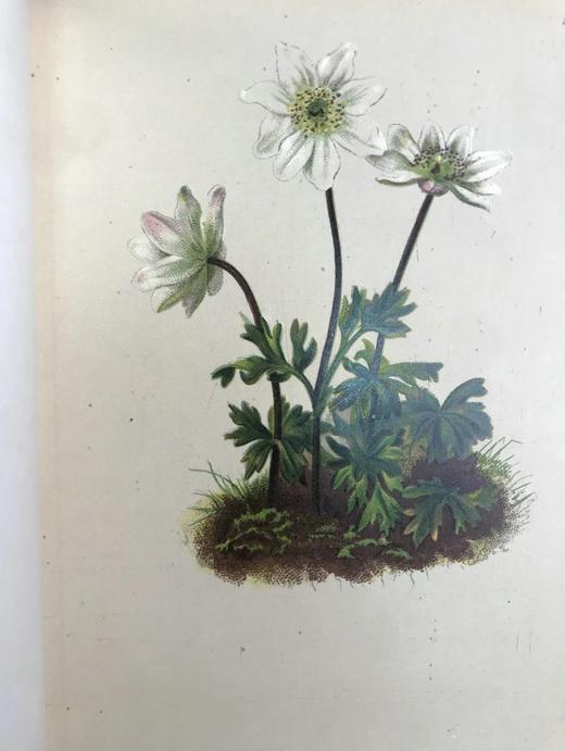 1881-1884年 阿尔卑斯山植物图鉴（5卷） 500幅彩色版画插图 精装32开 商品图5