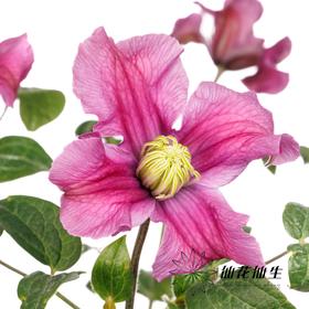 配花 | 铁线莲灵感