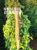 MM 山姆 温县垆土铁棍山药 1kg 商品缩略图6
