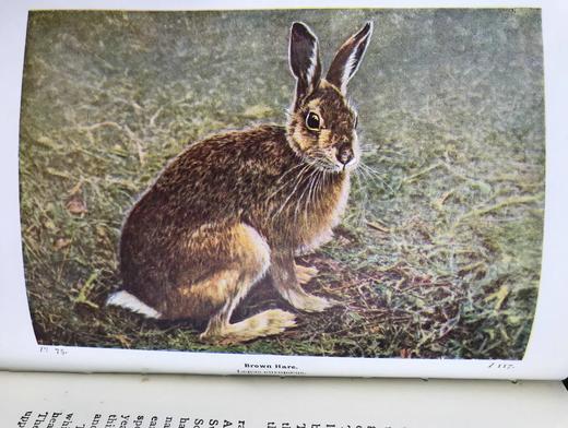 1946年 不列颠群岛动物生命图鉴 111余幅插图（48幅彩色） 精装36开 商品图12