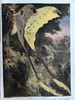 约20世纪早期 宇宙的奇迹（全2卷） 36幅彩色插图821幅黑白插图 精装16开 商品缩略图9