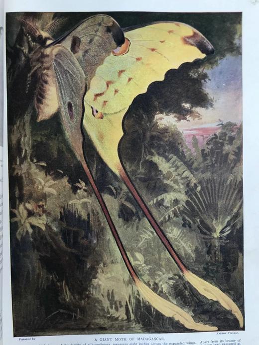 约20世纪早期 宇宙的奇迹（全2卷） 36幅彩色插图821幅黑白插图 精装16开 商品图9