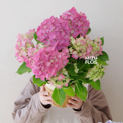 花治植物精选--无尽夏绣球（北京闪送） 商品图2