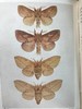 1907-1908年 不列颠群岛蛾类图鉴（2卷） 千余幅彩色插图 精装64开 商品缩略图8