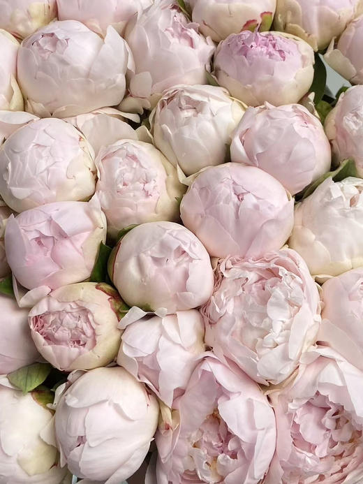 国产芍药-【羞涩女王】A+ 商品图0