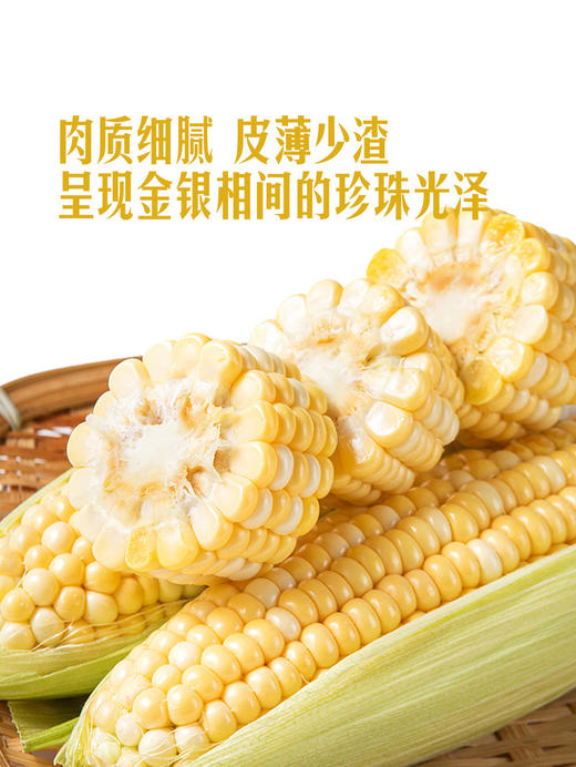MM 山姆 水果甜玉米 1.5kg 商品图5