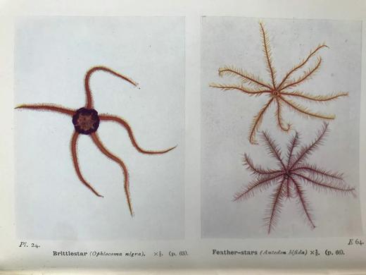 1928年 海洋生物图鉴 384幅插图（167幅彩色） 精装64开 商品图14