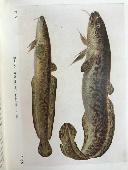 1925年 不列颠群岛鱼类图鉴 278幅插图（128幅彩色） 精装64开 商品图5