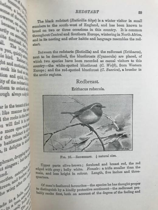 1911年 赫德森《英国鸟类》 8幅彩色百余幅黑白插图 全真皮精装32开 商品图10