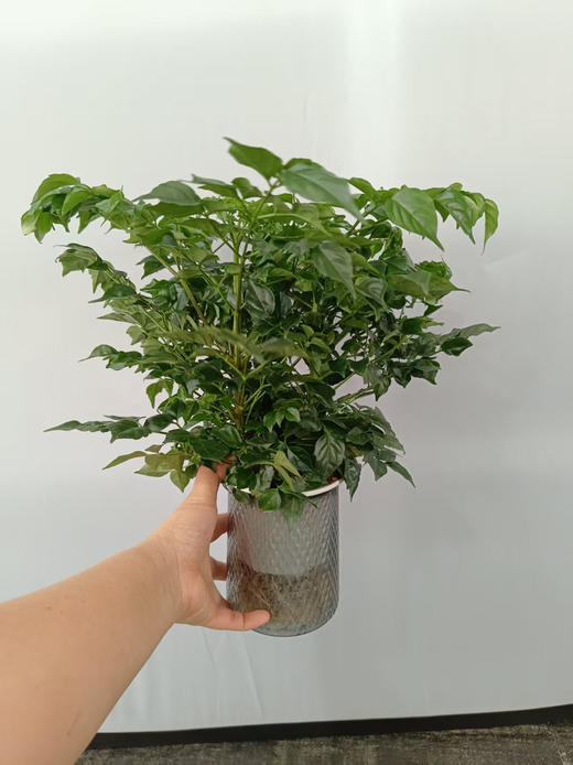 现货轻奢水培幸福树 商品图2
