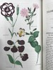 1834年  花艺宝库与园艺师杂志（全13卷） 数百幅手工上色插图 皮脊精装大32开 商品缩略图5