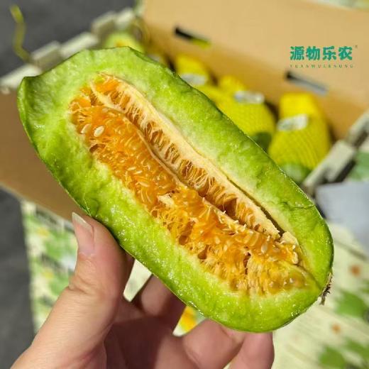 只此青绿 | 羊角蜜~羊角蜜中的佼佼者，可以从头吃到尾的甜瓜，毫无涩感，可食率100%，矿物质、糖分、维生素C含量比西瓜还高，最适合在换季时吃！ 商品图1