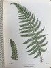 1908年 路旁与林地蕨类植物图鉴 143幅插图 精装64开 商品缩略图10