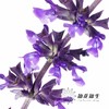 配花 | 兰花鼠尾 商品缩略图0