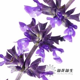 配花 | 兰花鼠尾