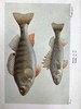 1925年 不列颠群岛鱼类图鉴 278幅插图（128幅彩色） 精装64开 商品缩略图2