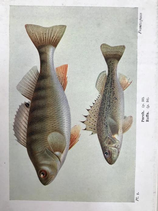 1925年 不列颠群岛鱼类图鉴 278幅插图（128幅彩色） 精装64开 商品图2