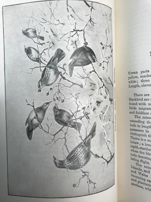 1911年 赫德森《英国鸟类》 8幅彩色百余幅黑白插图 全真皮精装32开 商品图14