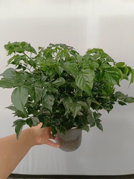 现货轻奢水培幸福树 商品图1