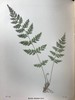 1922年 路旁与林地蕨类植物图鉴 143幅插图 精装64开 商品缩略图10