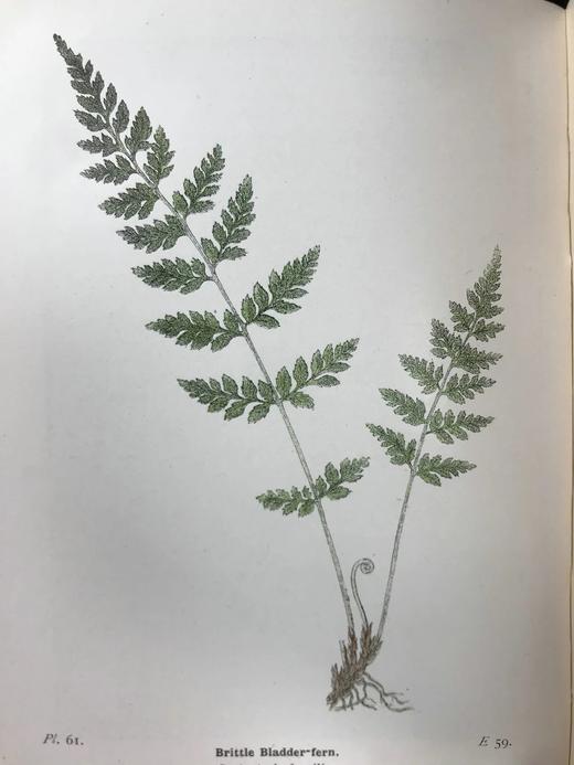 1922年 路旁与林地蕨类植物图鉴 143幅插图 精装64开 商品图10