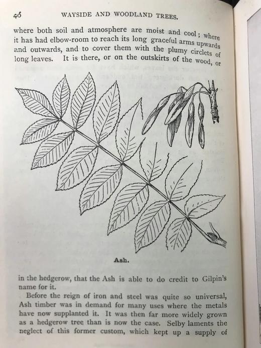 约1940年 路边与林地树木图鉴 200余幅插图（24幅彩色） 精装36开 商品图14