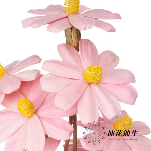 永生花 | 单层瓜子花浅粉色 商品图1