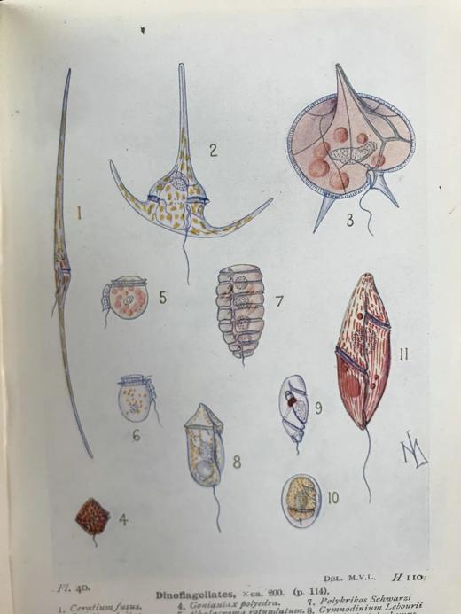 1928年 海洋生物图鉴 384幅插图（167幅彩色） 精装64开 商品图5