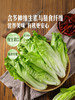 MM 山姆 有机生菜 600g 商品缩略图5