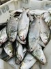 xm❥少量少量！！！今天刚回港的深海午鱼/马友鱼 富含DHA和ARA，肉质嫩到无可挑剔，入口，很嫩很滑，咀嚼一下香气满口😋顺丰活冻锁鲜安排发货！ 商品缩略图1