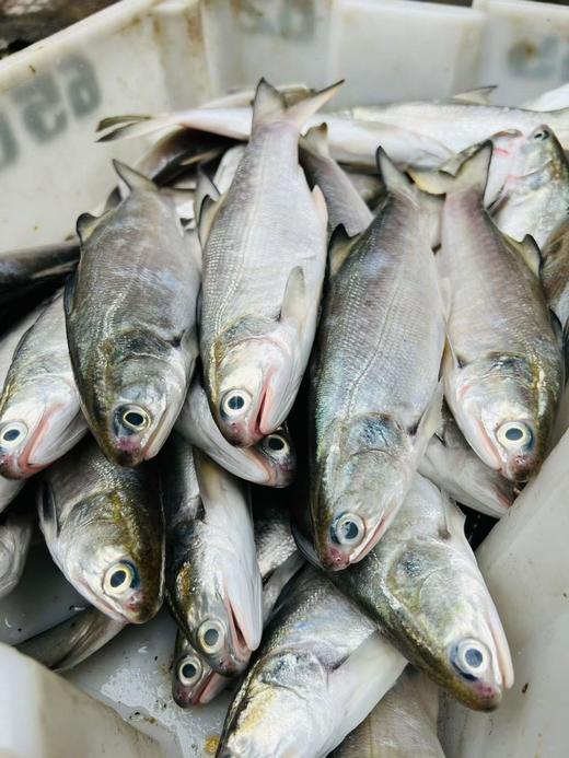 xm❥少量少量！！！今天刚回港的深海午鱼/马友鱼 富含DHA和ARA，肉质嫩到无可挑剔，入口，很嫩很滑，咀嚼一下香气满口😋顺丰活冻锁鲜安排发货！ 商品图1