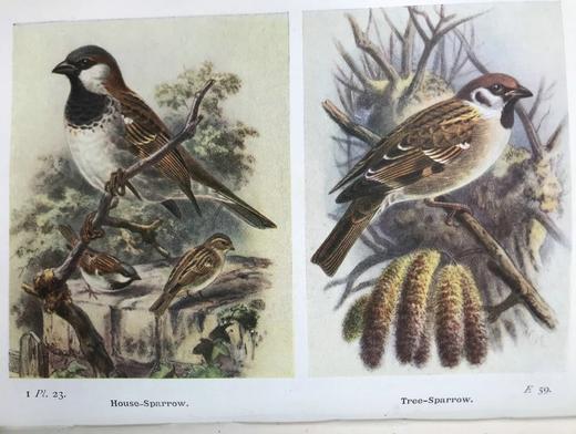 1919-1920年 不列颠群岛鸟类与鸟卵图鉴（2卷） 455幅彩色插图 漆布精装64开 商品图5