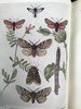 1907-1908年 不列颠群岛蛾类图鉴（2卷） 千余幅彩色插图 精装64开 商品缩略图4