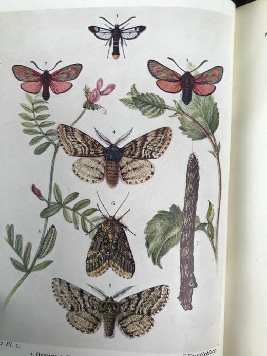 1907-1908年 不列颠群岛蛾类图鉴（2卷） 千余幅彩色插图 精装64开 商品图4