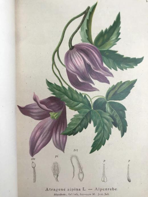 1881-1884年 阿尔卑斯山植物图鉴（5卷） 500幅彩色版画插图 精装32开 商品图3