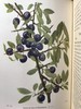 1948年 路边与林地树木图鉴 200余幅插图（24幅彩色） 精装36开 商品缩略图11