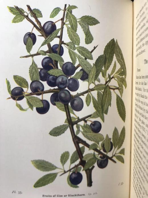 1948年 路边与林地树木图鉴 200余幅插图（24幅彩色） 精装36开 商品图11