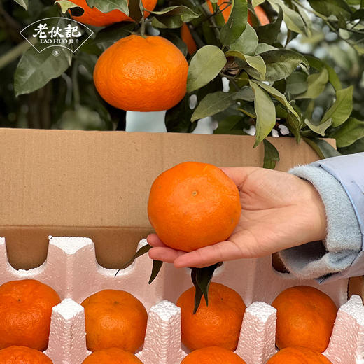 【明日见柑橘】伙记优选四川新鲜水果 明日见柑橘 精选中大果 4.5斤装 现摘现发橘子 原产地直发 不打药 细嫩化渣 汁多味浓 商品图8