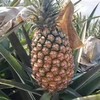 海南金钻凤梨【2粒装】果香馥郁，还没下口先被凤梨香味迷倒。肉质鲜嫩脆甜，非常好吃！ 商品缩略图2