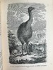 工坊特装本！1906年 宏观与微观宇宙 276幅版画插图 全真皮精装大32开 商品缩略图14