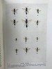 1946年 不列颠群岛昆虫图鉴 67幅黑白44幅彩色插图 精装36开 商品缩略图8