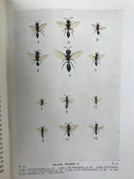 1946年 不列颠群岛昆虫图鉴 67幅黑白44幅彩色插图 精装36开 商品图8