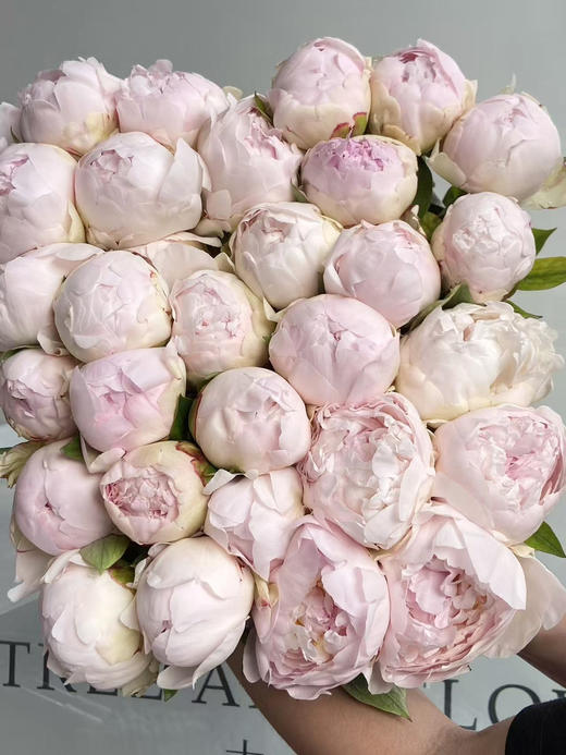 国产芍药-【羞涩女王】A+ 商品图1