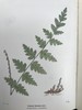 1922年 路旁与林地蕨类植物图鉴 143幅插图 精装64开 商品缩略图3