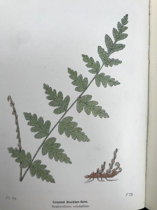 1922年 路旁与林地蕨类植物图鉴 143幅插图 精装64开 商品图3