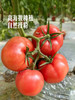 MM 山姆 高山粉茄 1.6kg 商品缩略图5