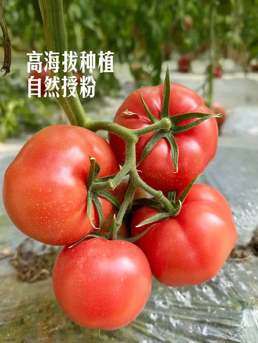 MM 山姆 高山粉茄 1.6kg 商品图5