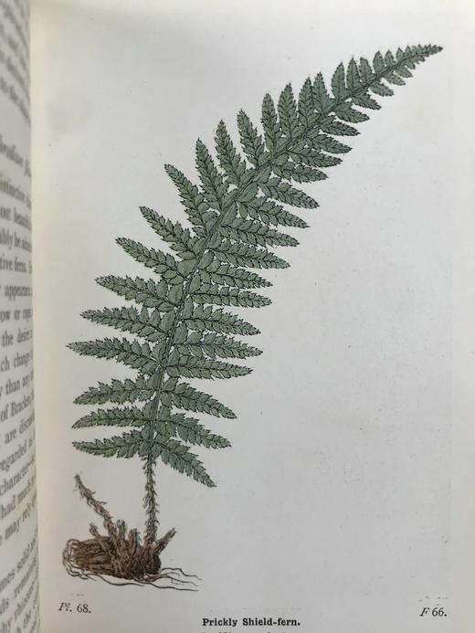 1908年 路旁与林地蕨类植物图鉴 143幅插图 精装64开 商品图12